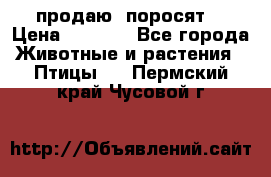 продаю  поросят  › Цена ­ 1 000 - Все города Животные и растения » Птицы   . Пермский край,Чусовой г.